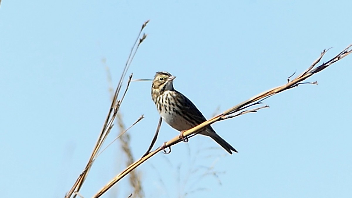 Savannah Sparrow - ML645159048