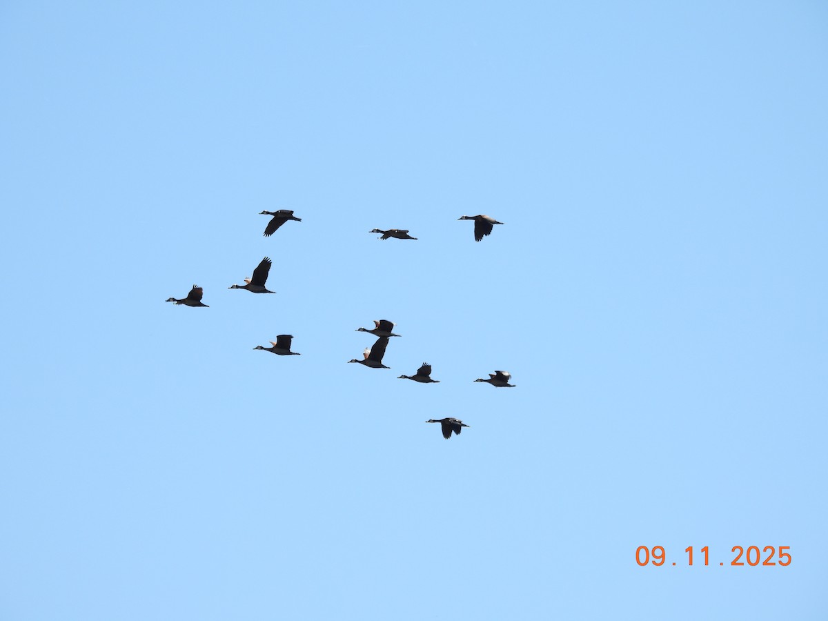 White-faced Whistling-Duck - ML645159049