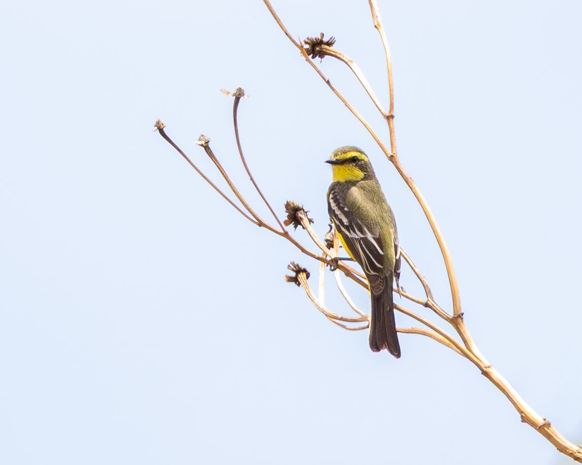 Yellow-browed Tyrant - ML645159050