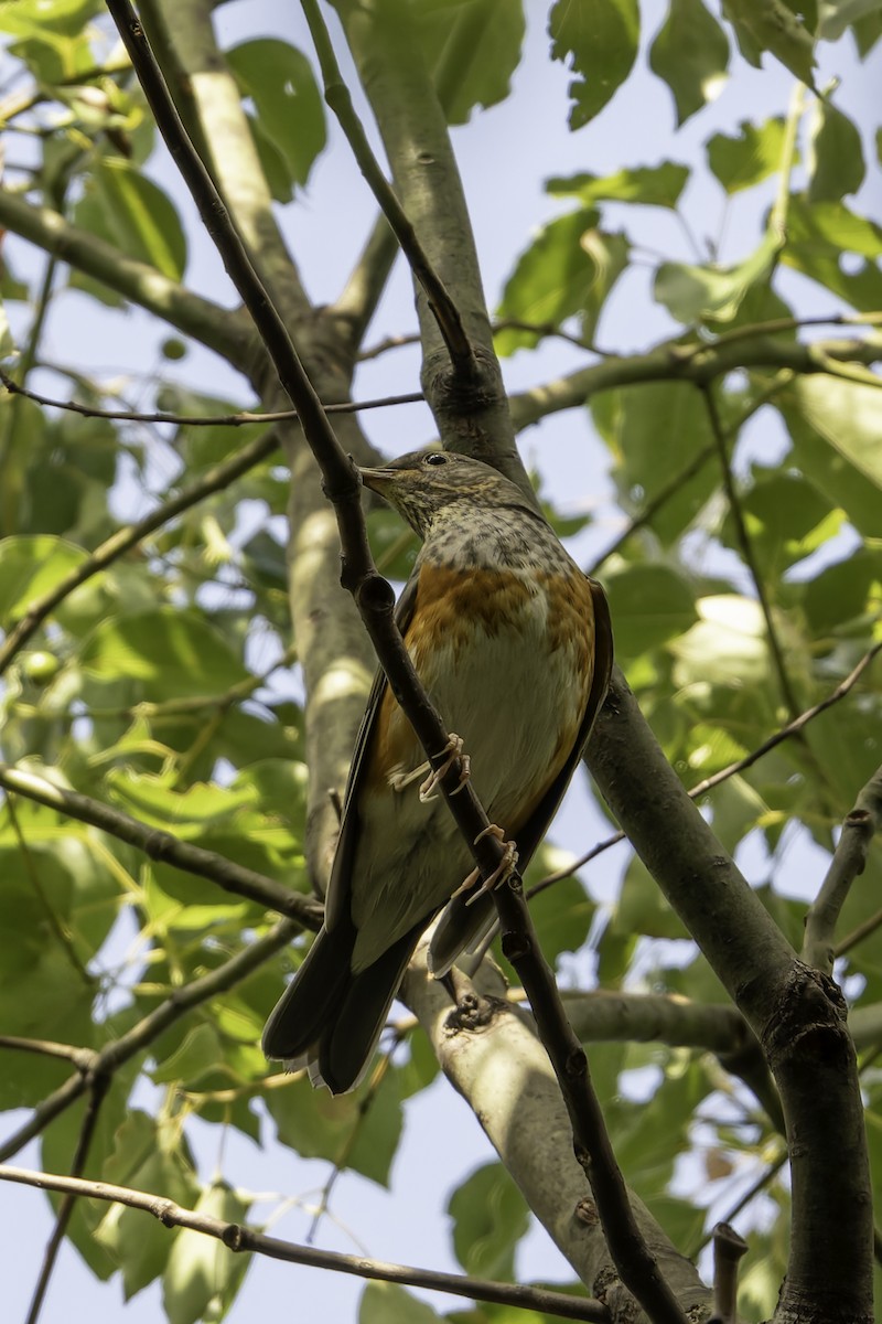 Gray-backed Thrush - ML645159051
