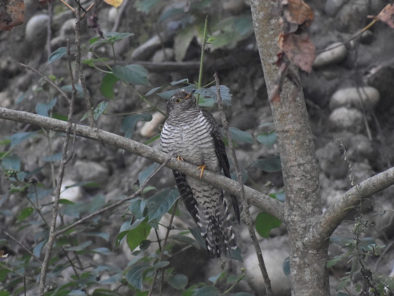 orientgjøk - ML645159052