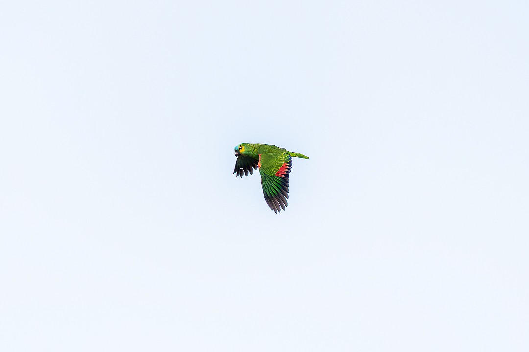Turquoise-fronted Amazon - ML645159061
