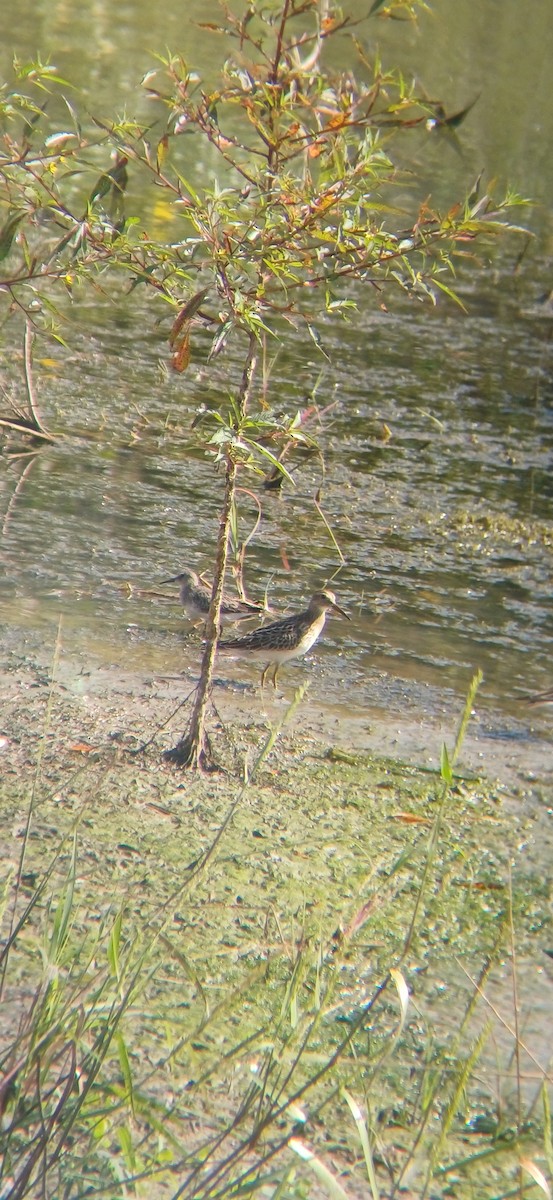 Least Sandpiper - ML645159072