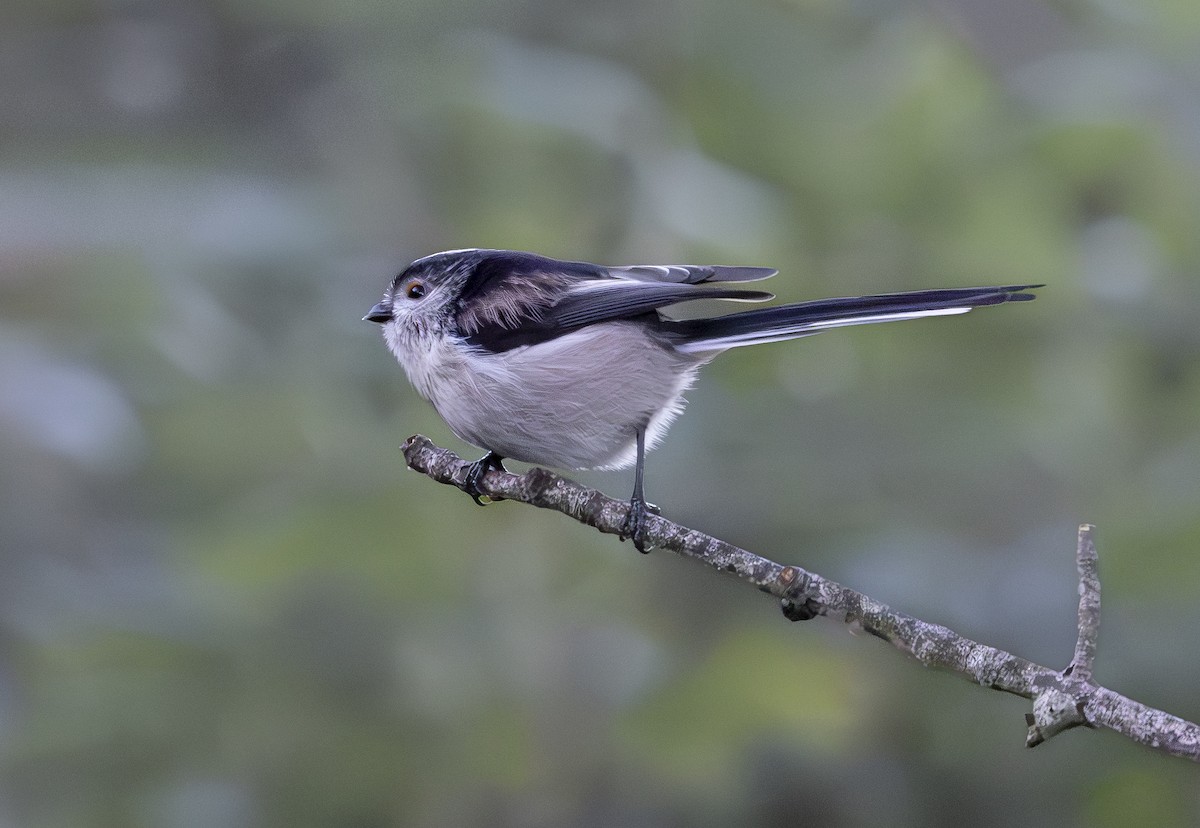 Long-tailed Tit (europaeus Group) - ML645159103