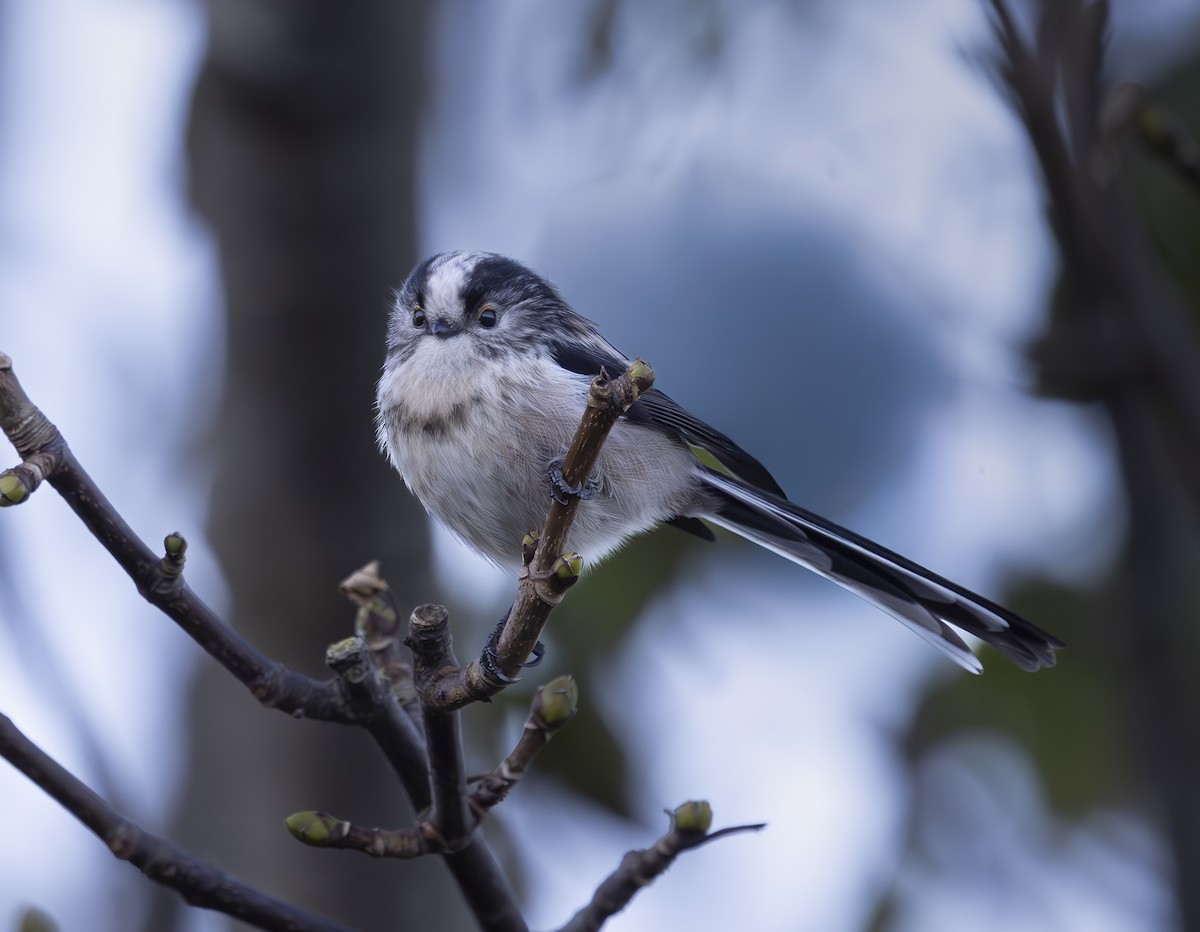 Long-tailed Tit (europaeus Group) - ML645159104