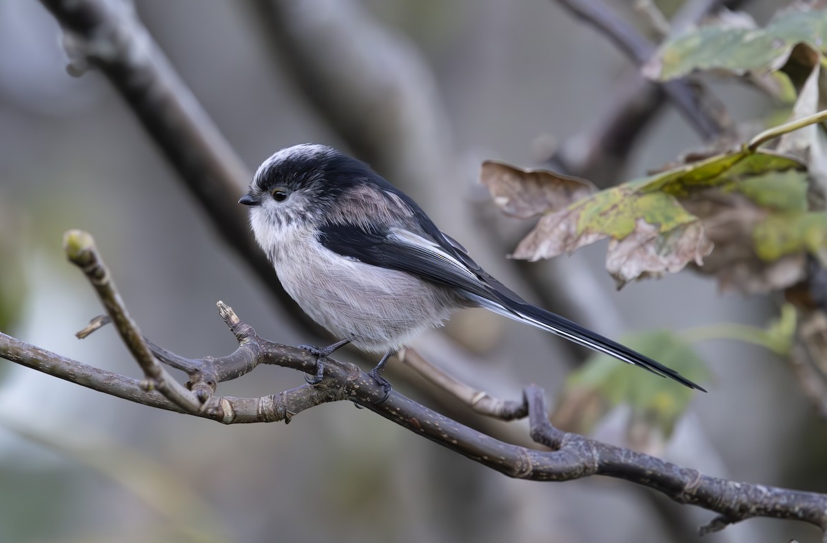 Long-tailed Tit (europaeus Group) - ML645159105