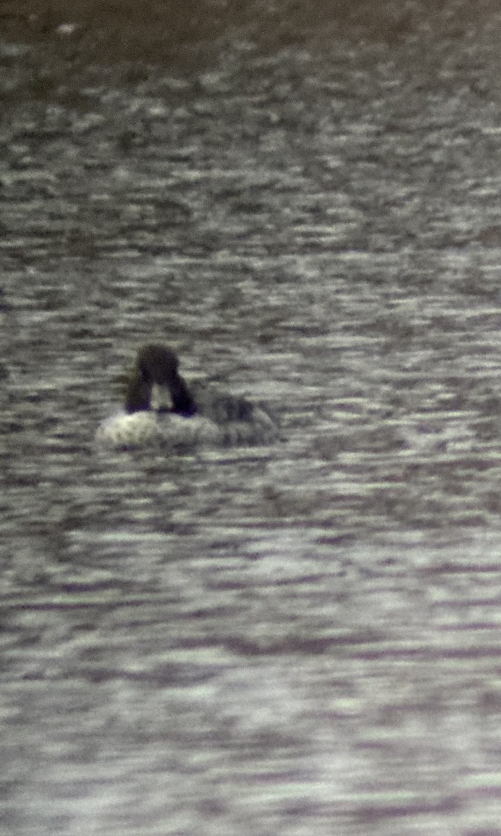 Barrow's Goldeneye - ML645159106