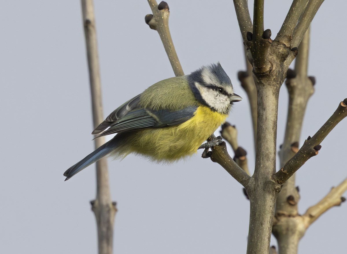 Eurasian Blue Tit - ML645159124