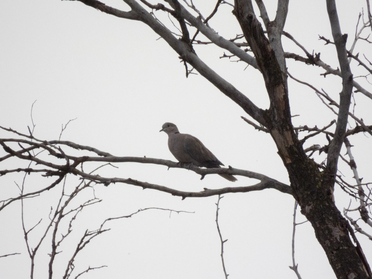 Eurasian Collared-Dove - ML645159126