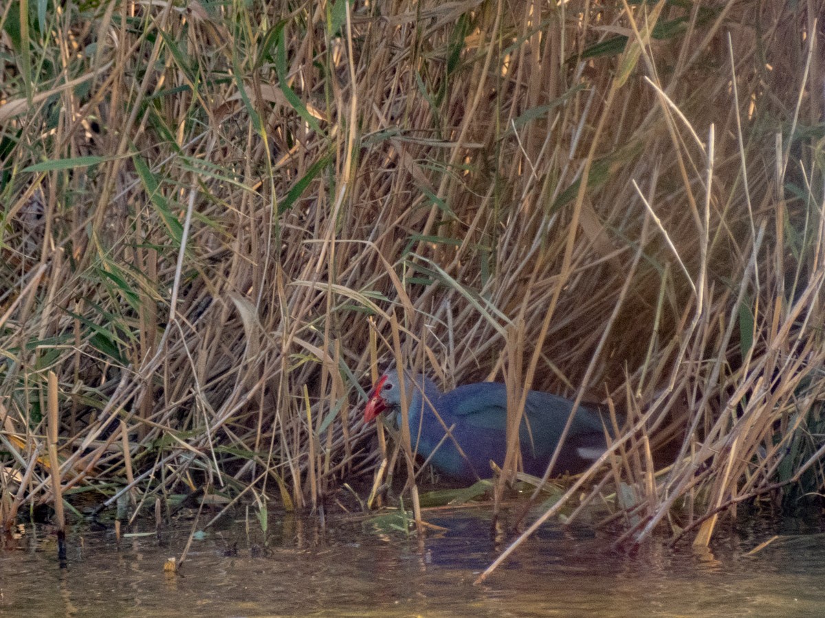 Gray-headed Swamphen - ML645159129