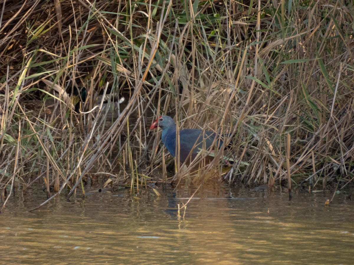 Gray-headed Swamphen - ML645159130