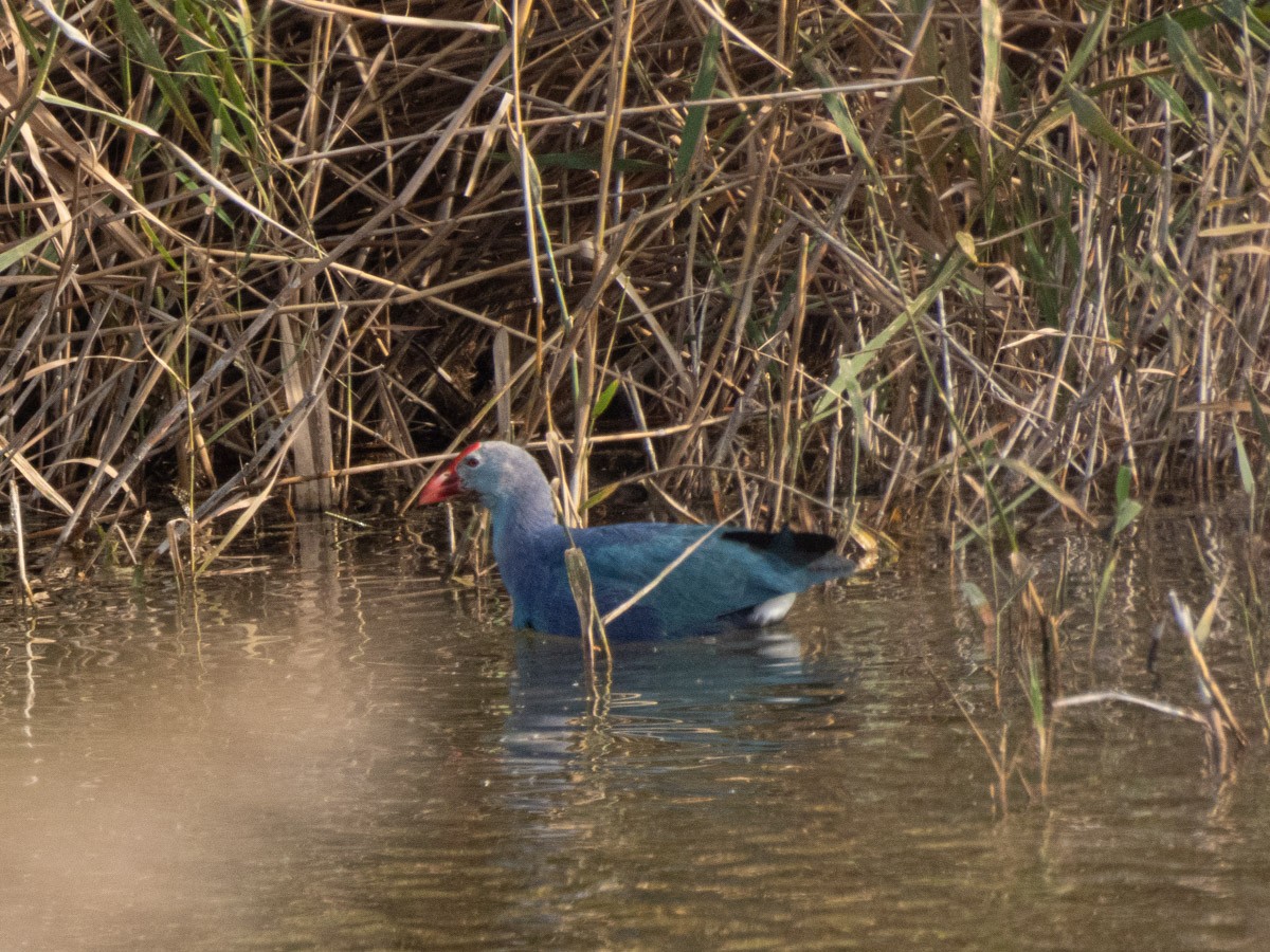 Gray-headed Swamphen - ML645159131