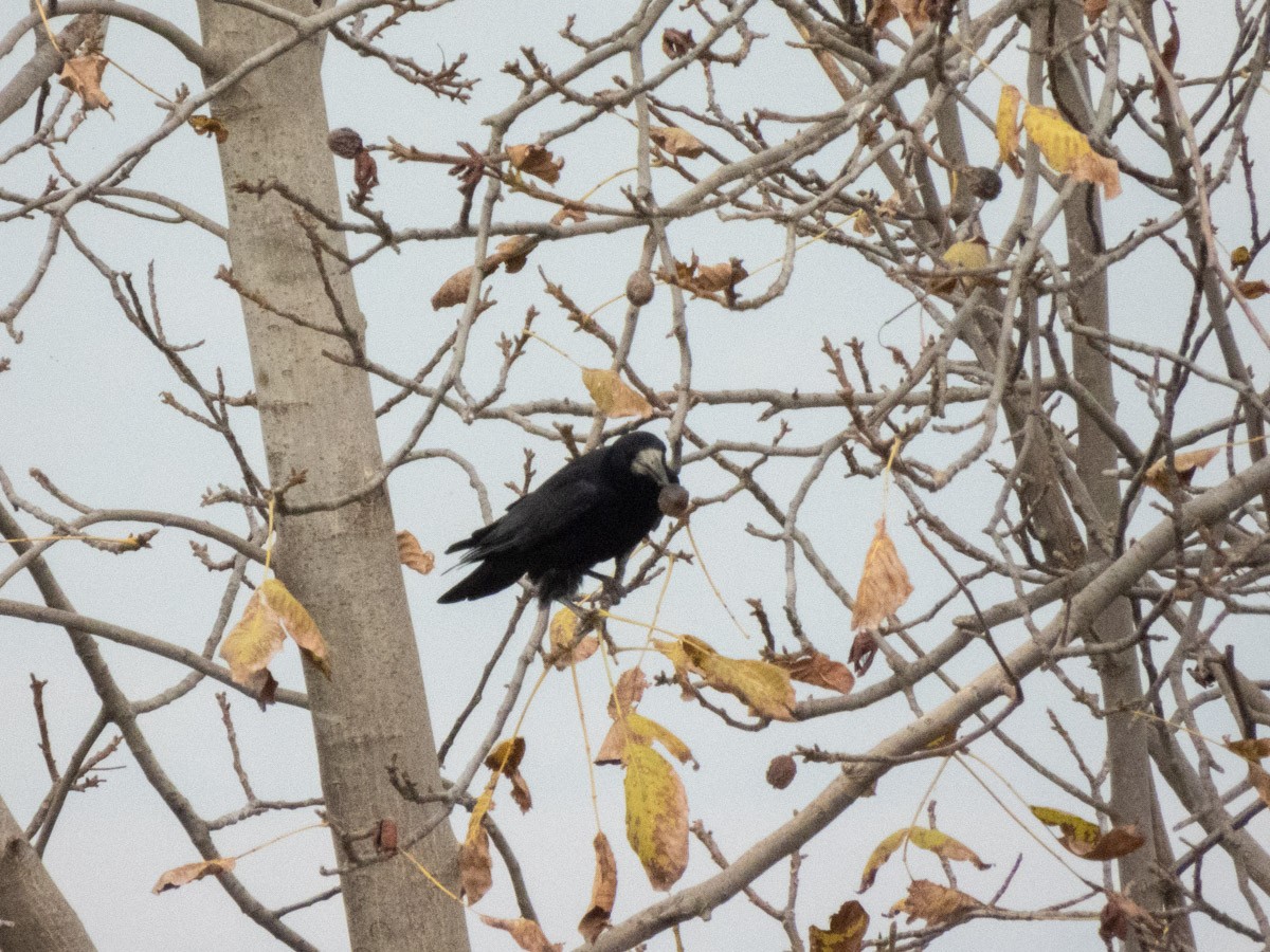 Ekin Kargası - ML645159136