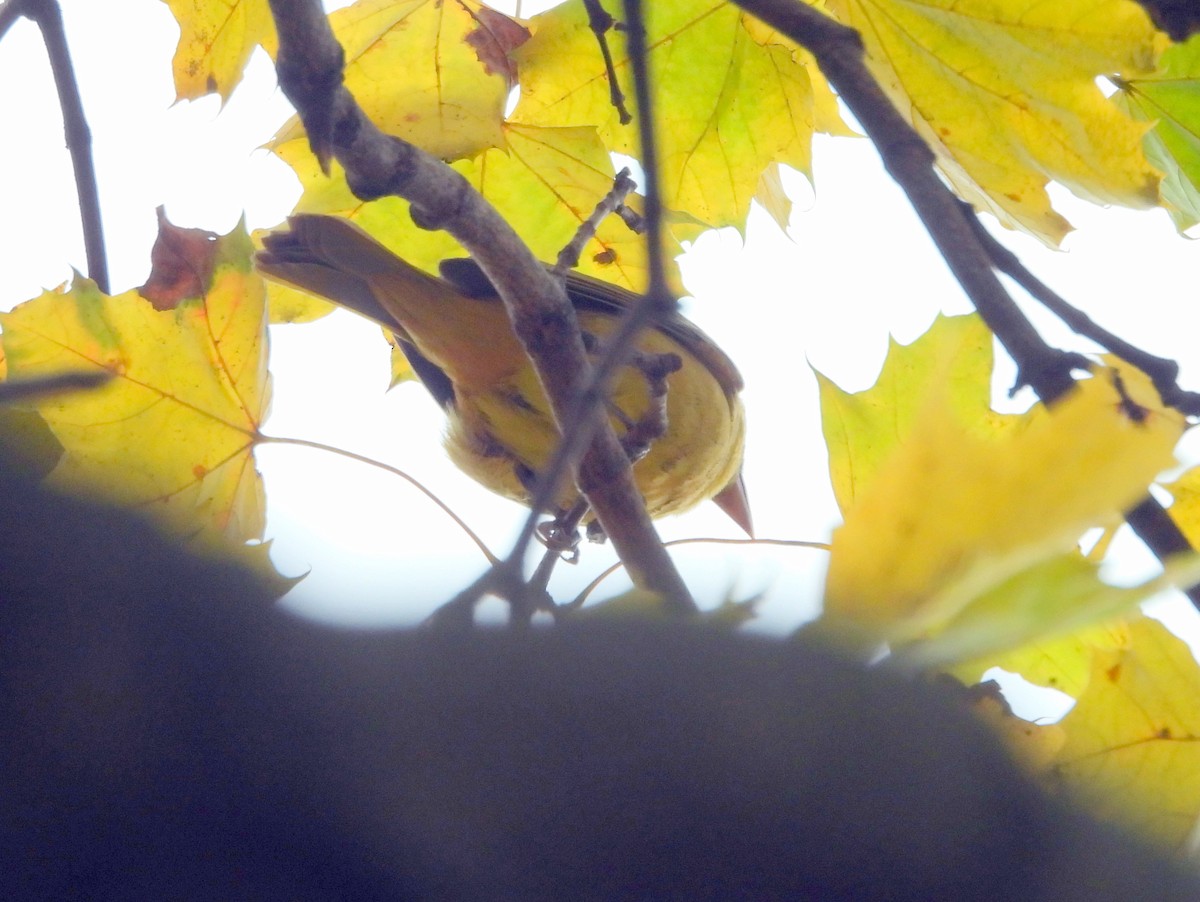 Summer Tanager - ML645159160