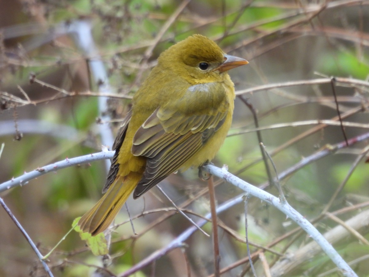 Summer Tanager - ML645159161