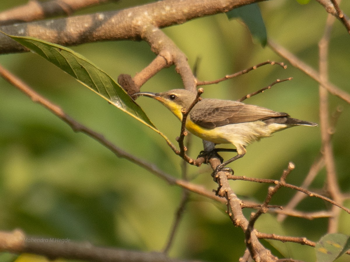 Souimanga à croupion pourpre - ML645159173