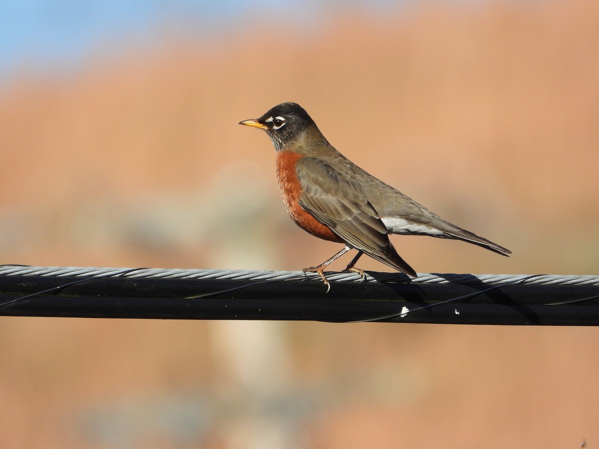 American Robin - ML645159174