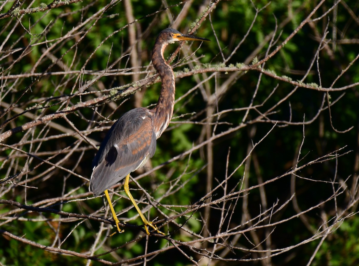Aigrette tricolore - ML645159175
