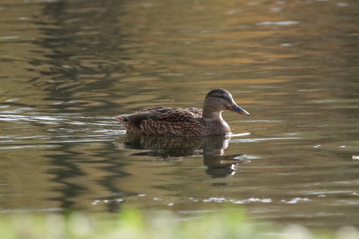Canard colvert - ML645159176