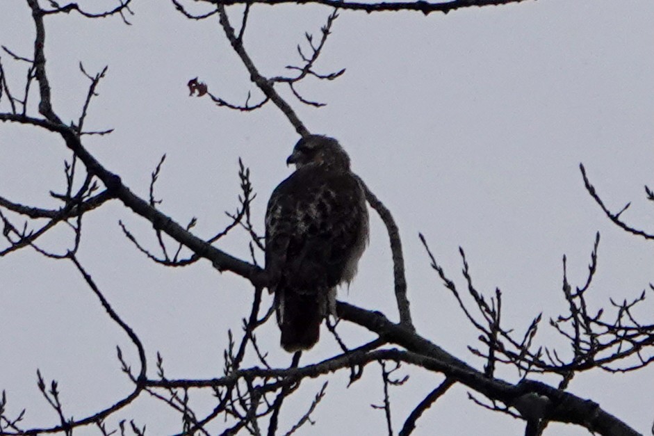 Red-tailed Hawk - ML645159177