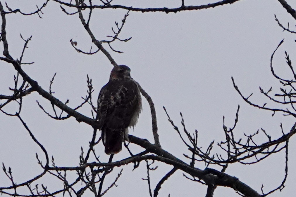 Red-tailed Hawk - ML645159178