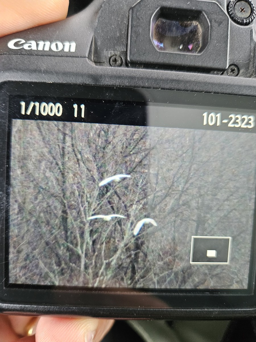 Western Cattle-Egret - ML645159179