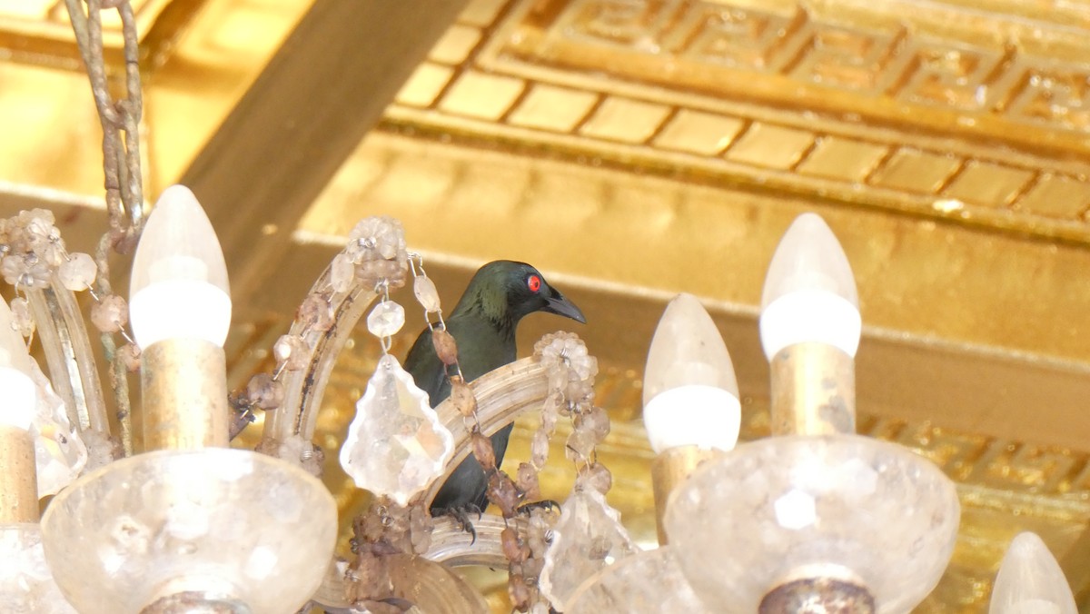 špaček rudooký - ML645159180