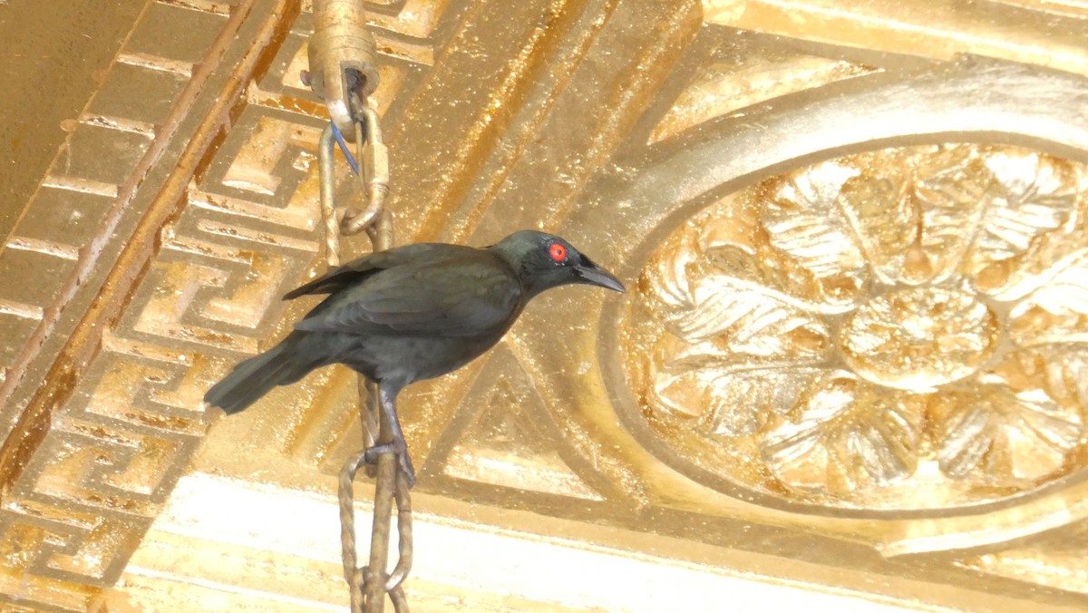 špaček rudooký - ML645159181