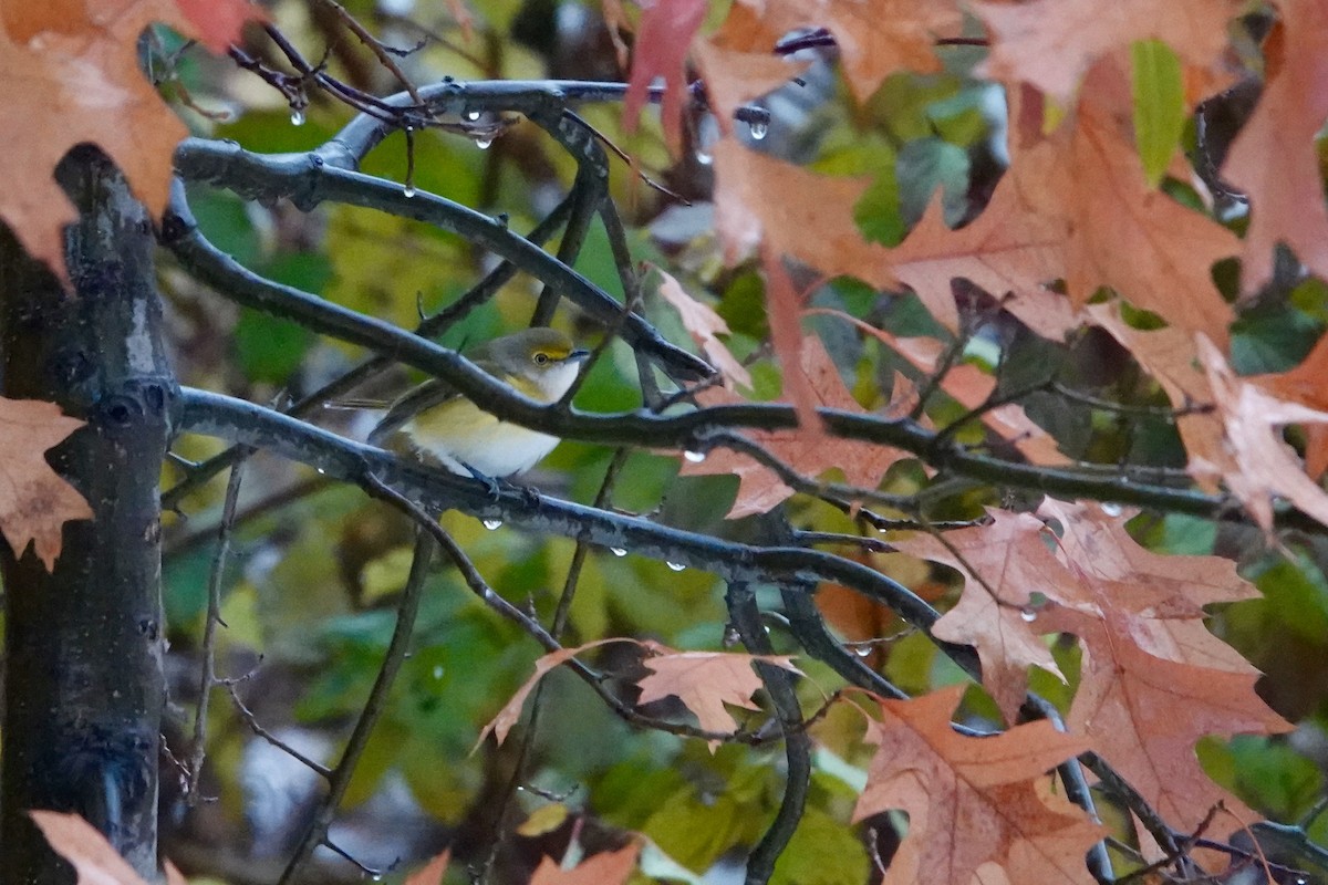 White-eyed Vireo - ML645159182