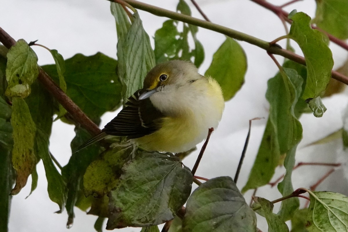 White-eyed Vireo - ML645159183