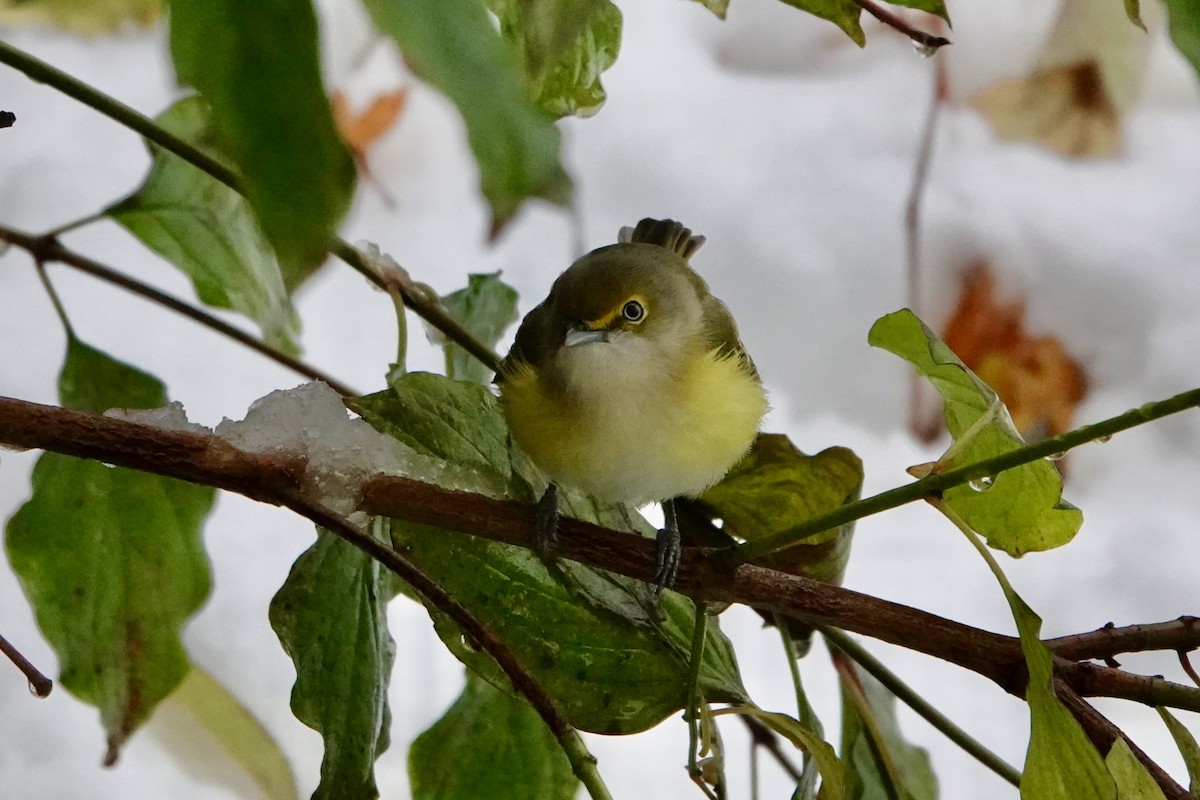 White-eyed Vireo - ML645159184