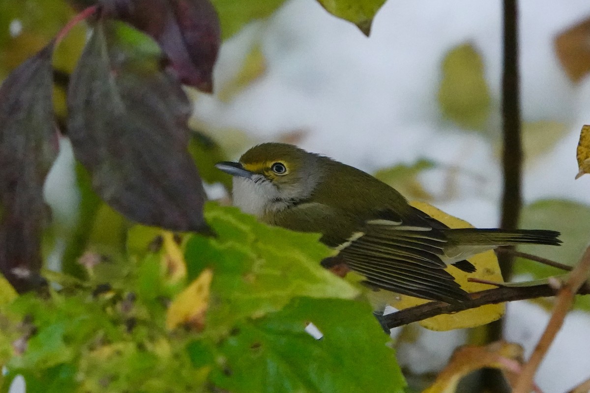 White-eyed Vireo - ML645159185