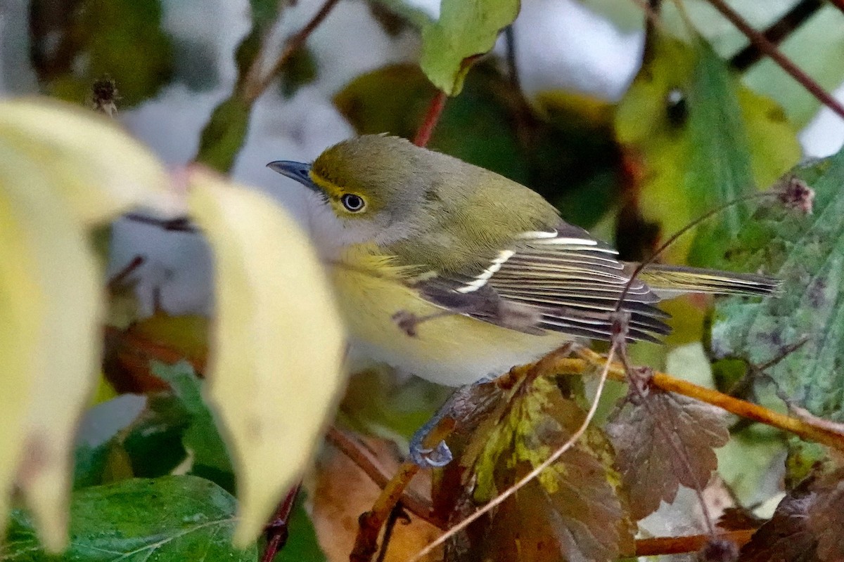 White-eyed Vireo - ML645159186