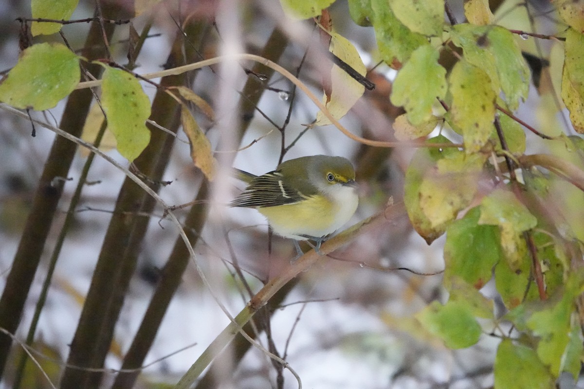 White-eyed Vireo - ML645159187