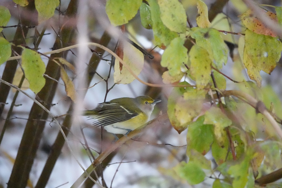 White-eyed Vireo - ML645159188