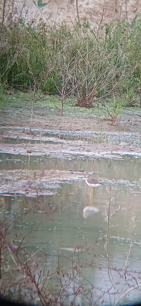 Grand Chevalier - ML645159190