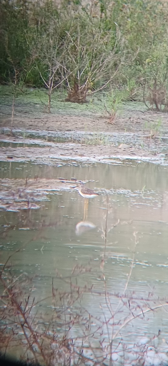 Grand Chevalier - ML645159191