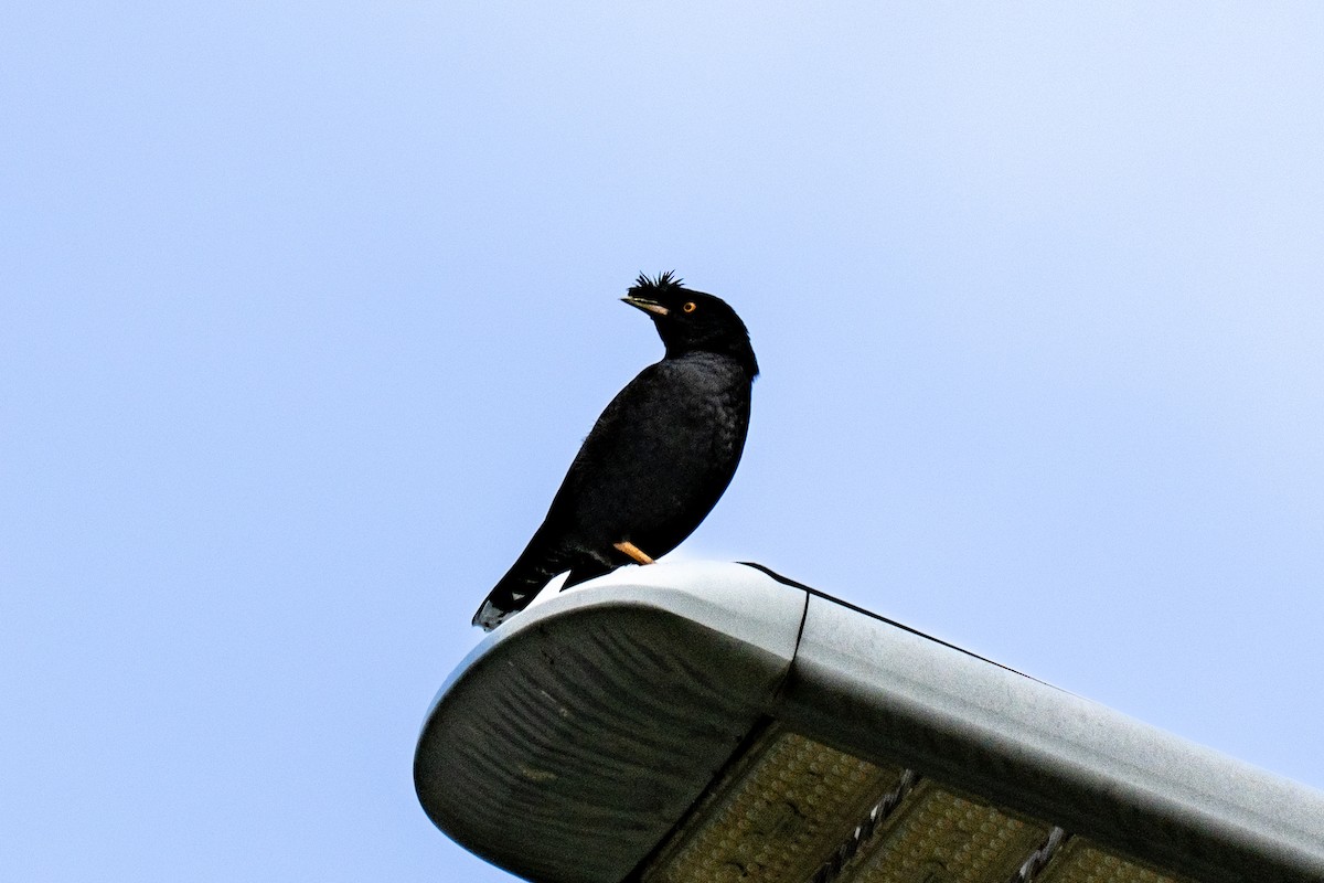 Martin huppé - ML645159192