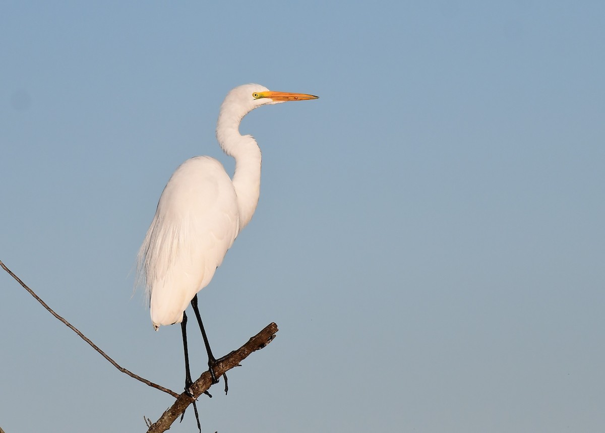 Grande Aigrette - ML645159193