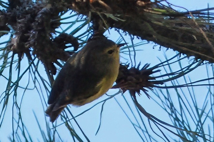 Alauahio de Maui - ML645159194