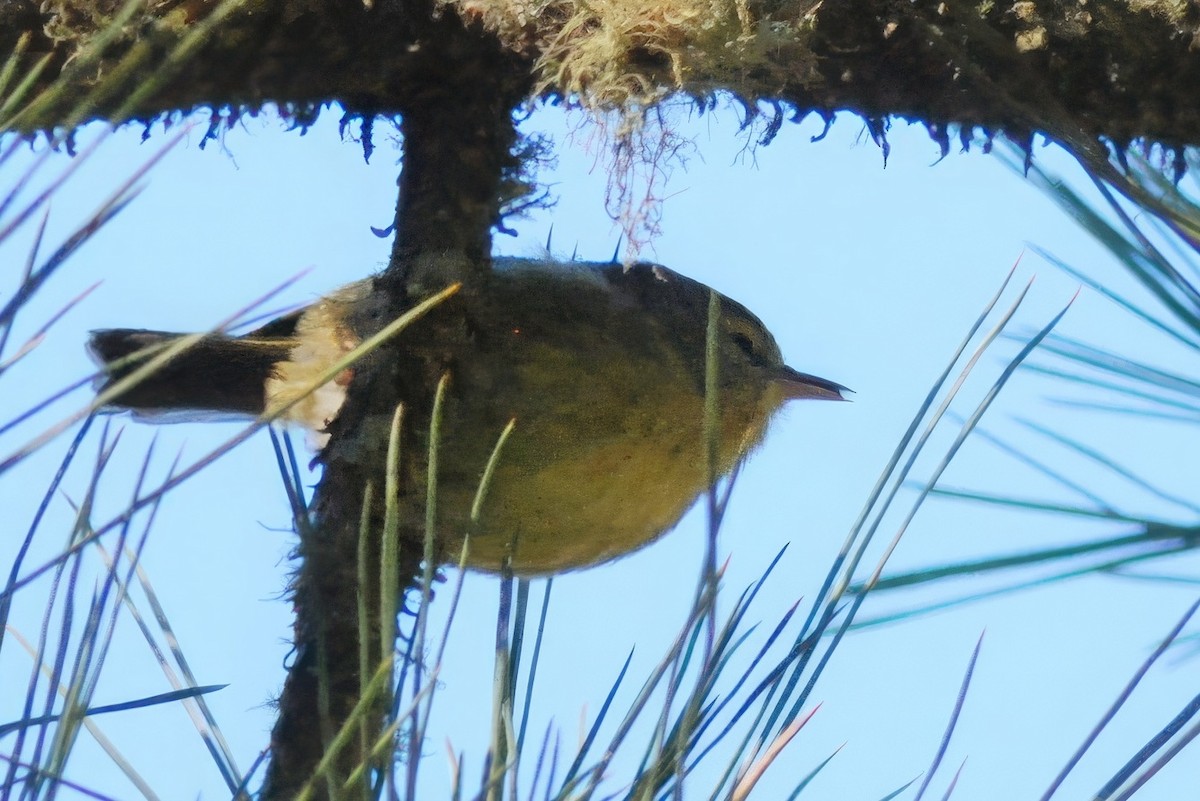 Alauahio de Maui - ML645159195