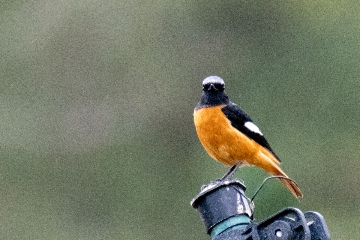 Rougequeue aurore - ML645159196