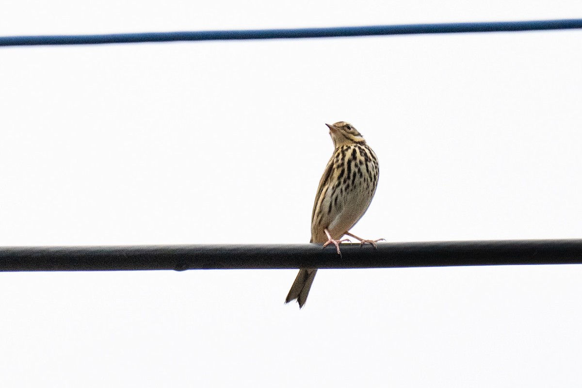 Pipit à dos olive - ML645159198