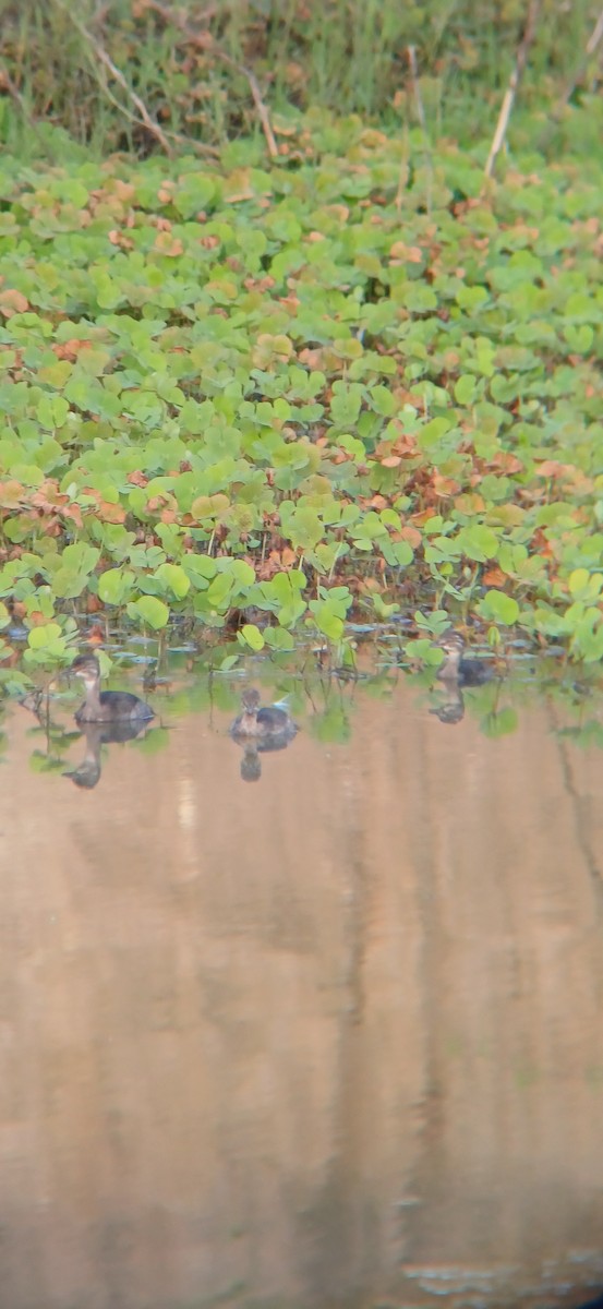 Least Grebe - ML645159199