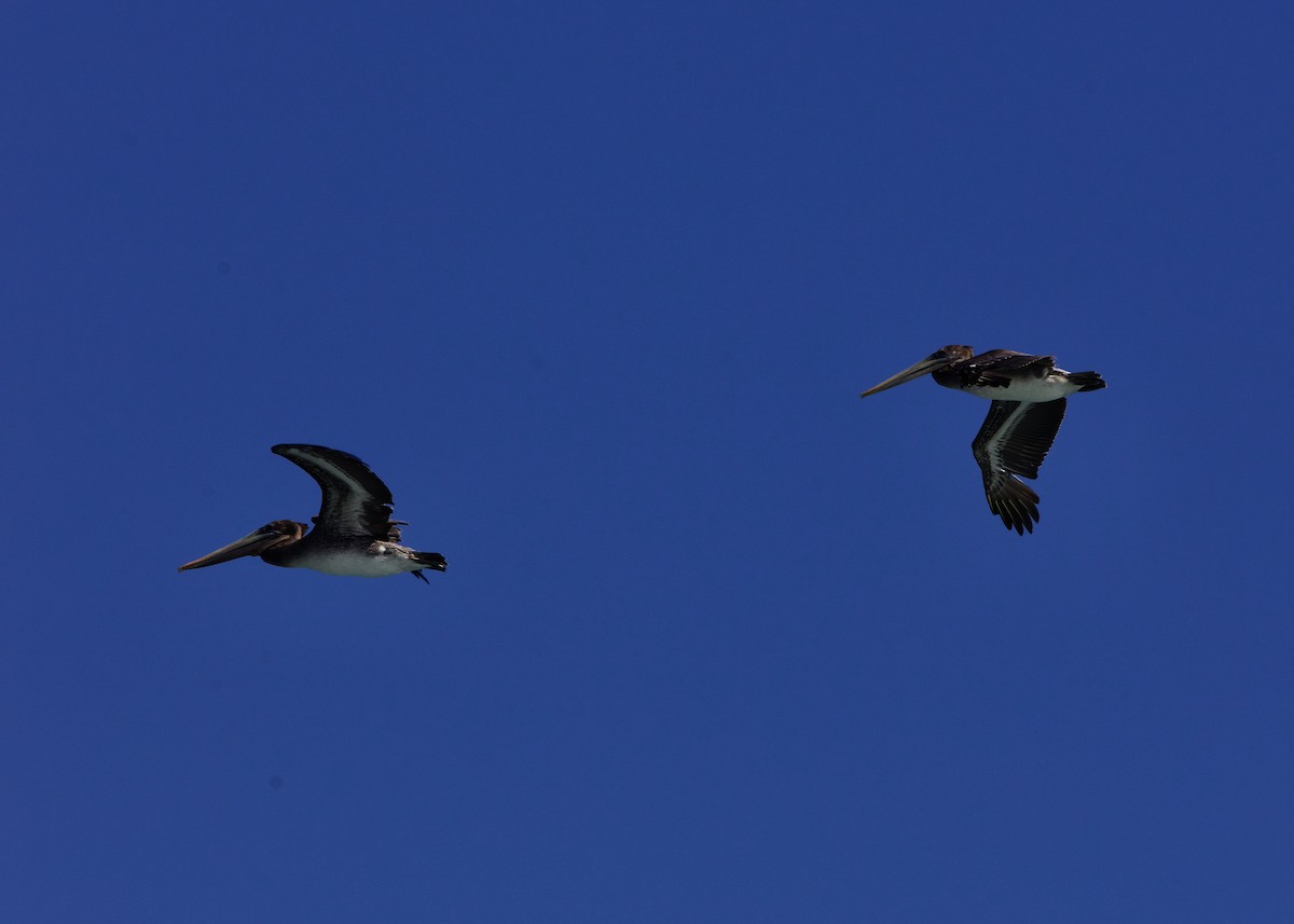 Pélican brun - ML645159201