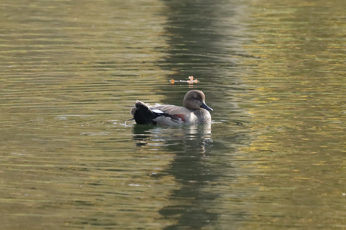 kopřivka obecná - ML645159203