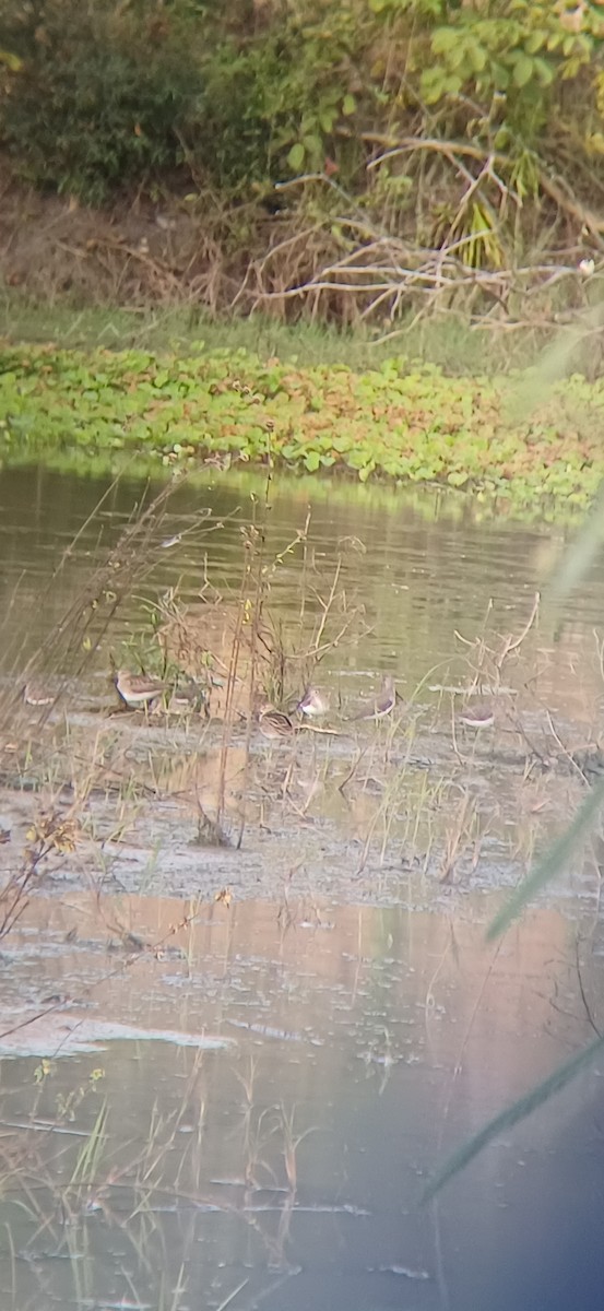 Solitary Sandpiper - ML645159212