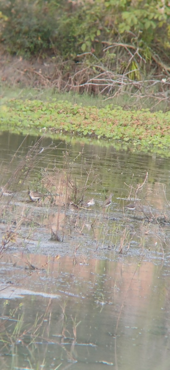 Solitary Sandpiper - ML645159213