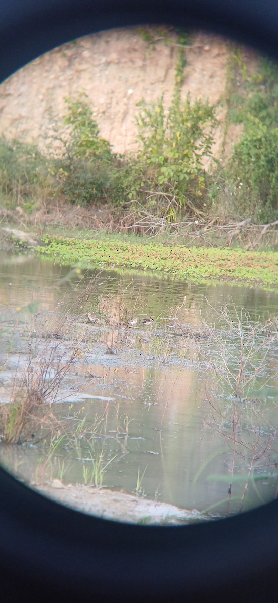 Solitary Sandpiper - ML645159214