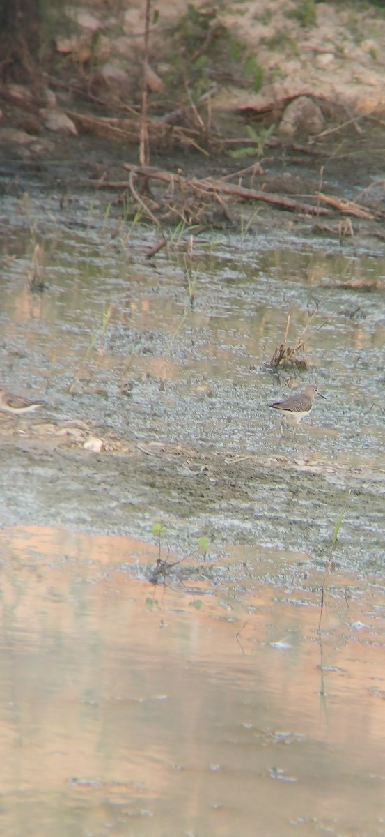 Solitary Sandpiper - ML645159215